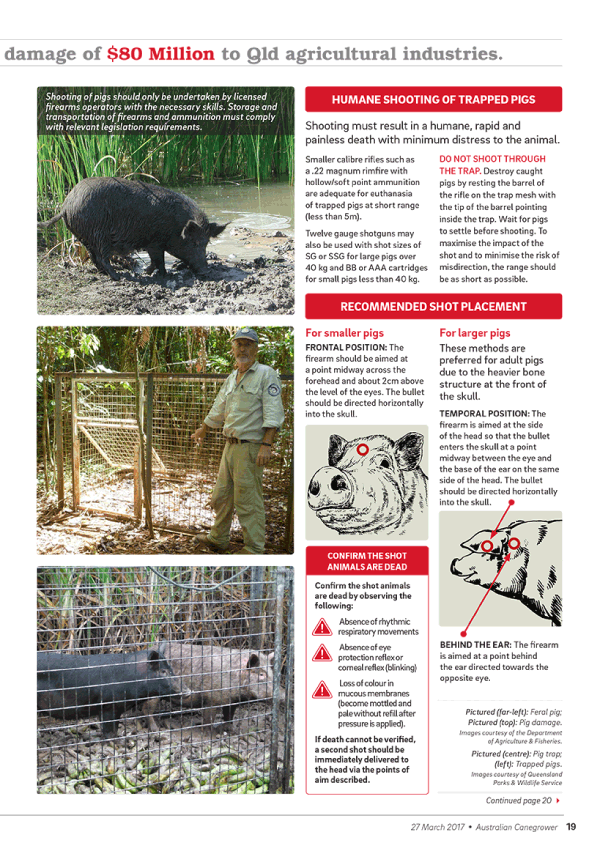 Magazine layout Feral Pigs 2